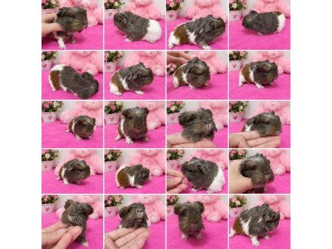 Orjinal coronet ginepig bebekler