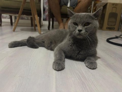 Kajun çekingen güzel ırk kedimiz