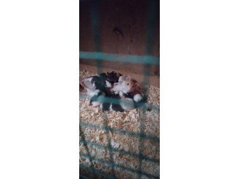 30 günlük ele alışık rat bebekler