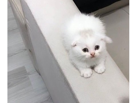 Scottish fold yavrularımız 2 aylıktır