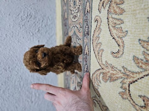 Kore toy poodle bebekler