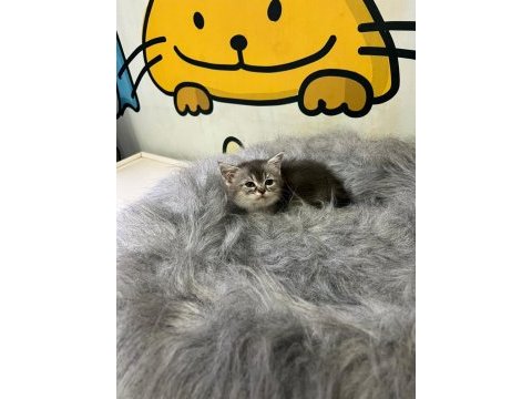 British shorthair