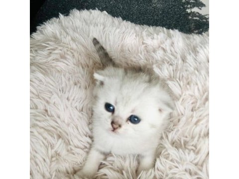Yavru scottish fold