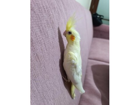 Lutino kırmızı göz sultan papağanı yavru