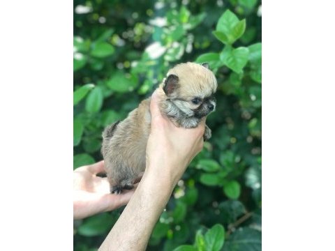 Özel longhair mikro teacup chihuahua