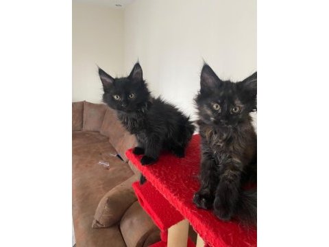45 günlük kara panter maine coon kediler