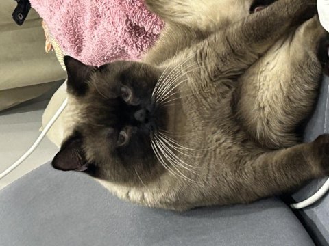 Yetişkin 1 dişi ve 1 erkek kedi ücretsiz sahiplendirilecek