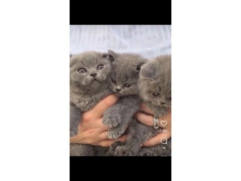 Yavru british shorthair kediler