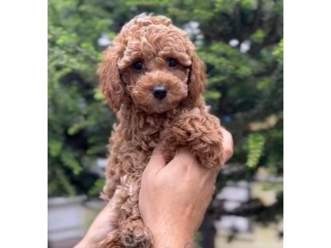 A sınıf toy poodle yavrular