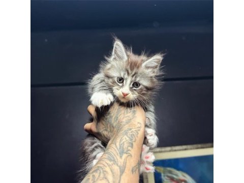 Saf kan dev xxl boy maine coon yavruları