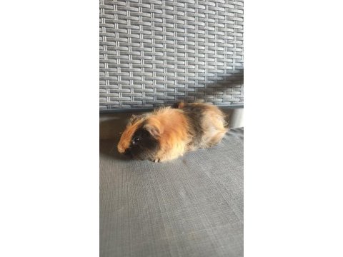 2 adet erkek ginepig
