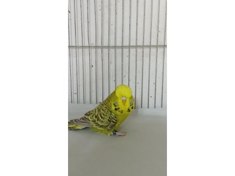 Uygunculara gelsin şow muhabbet kuşlar