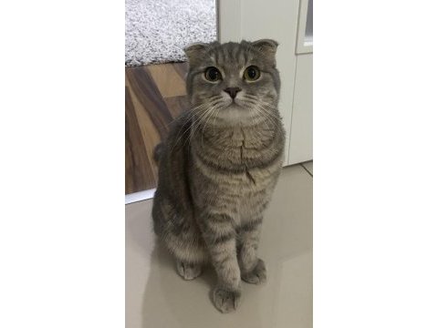 6 aylık sevimli dişi scottish fold
