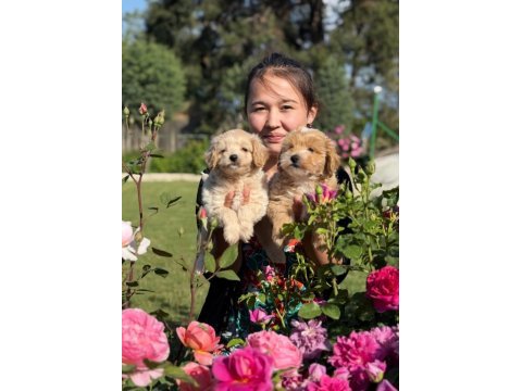 Maltipoo bebek yüzlü yavrular