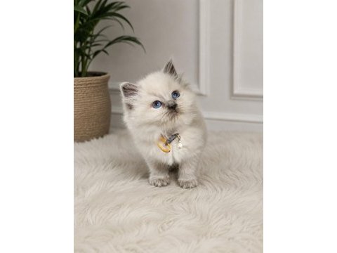 British longhair 50 günlük