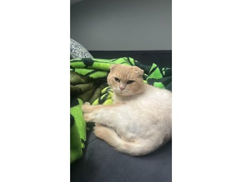 Dünya tatlısı scottish fold