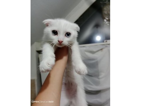 Pamuk prenses scottish fold