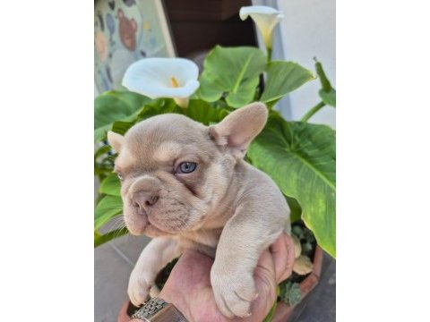 A kalite french bulldog
