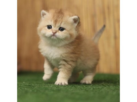 Anne baba şecereli safkan british shorthair erkek ve dişi