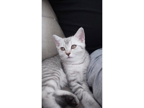 Kedimize yeni sahip arıyoruz
