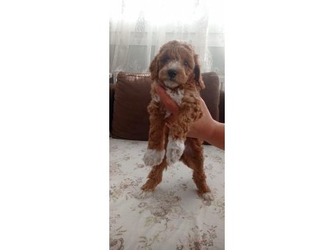 Toy poodle cinsi yavrular