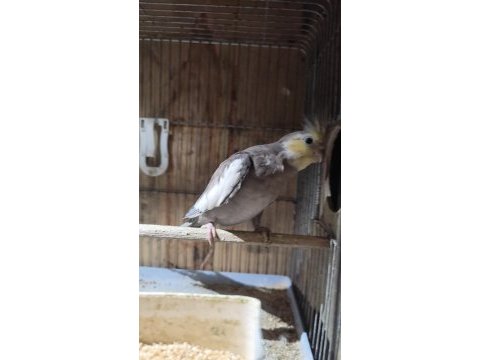 Evcil erkek sultan papağanı