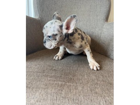 Renkli gözlü french bulldog yavrularım