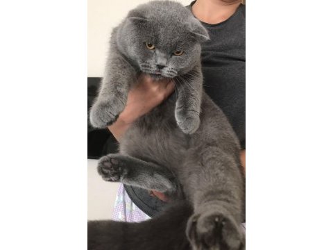 Scottish kedi kırık kulak