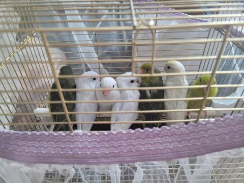 Forpus papağanı yavruları