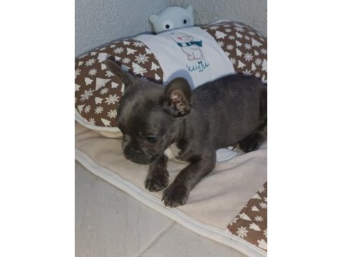 60 günlük erkek french bulldog