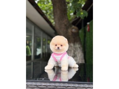En tatlı pomeranian boo