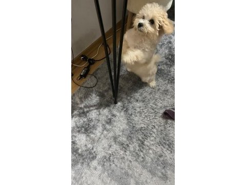 4 aylık güzeller güzeli minik dişi maltipoo
