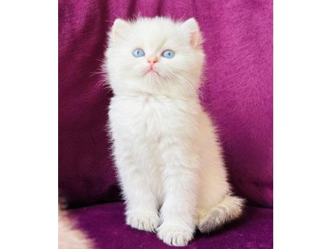 Koca kafa aşılı bebek british shorthair yavrularım
