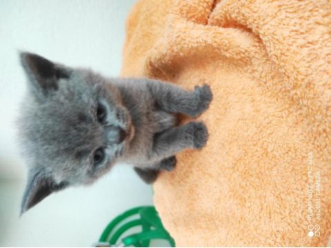 British shorthair yavru kediler