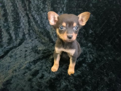 Güzellik abidesi şirin pinscher yavrularım