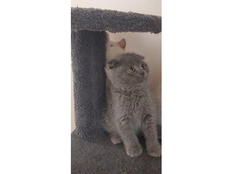 Grı scottish fold dişi mama kum karşılığı