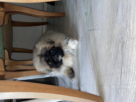 Erkek pekinez köpeği