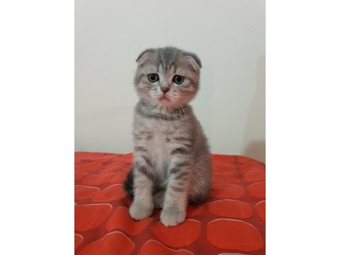 Scottish fold dişi