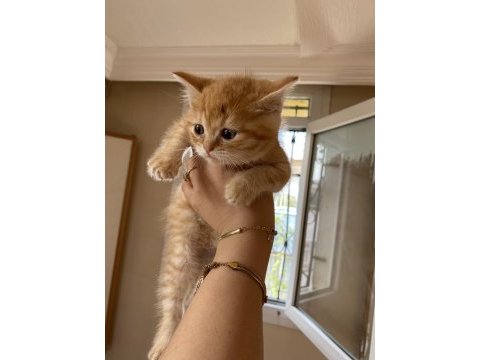 Adana içi acil sahiplendirme british shorthair melezi
