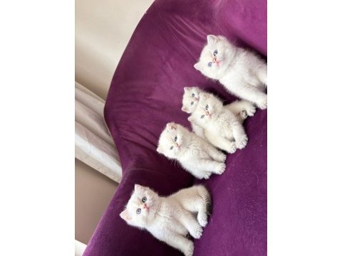 Koca kafa aşılı bebek british shorthair yavrularım