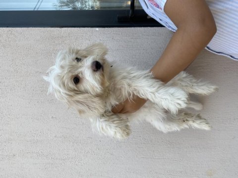 Terrier dişi 4 aylık