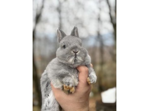 A kakite blue netherland dwarf cüce tavşan yavrular