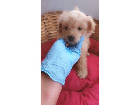 Maltipoo son iki erkek yavru