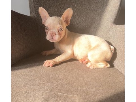 Ev bakımı french bulldog yavrularım