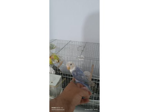 Sevda papağanı yeni yeme düşmüş