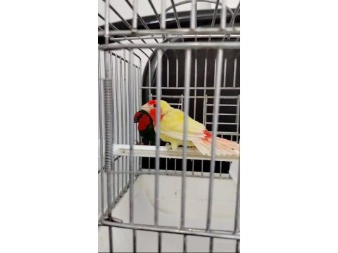 Parrot ve star ispinoz
