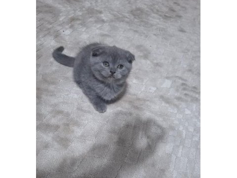 Scottish fold minnoşum
