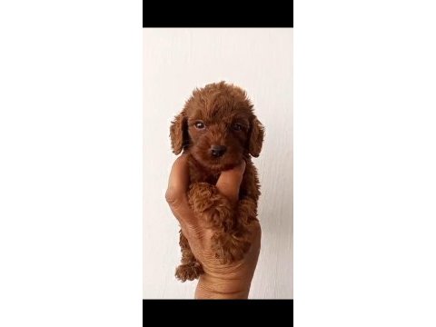 Birbirinden güzel poodle yavruları