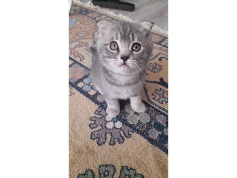 A kalite dişi yavru kedimiz