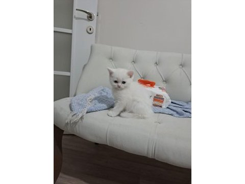 Scottish fold son yavrularımız